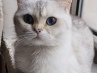 Kedilerim düzgün ailelere sahiplendirme yapılacak