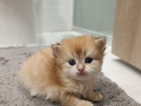 British longhair kedilerimiz