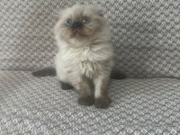 Scottish Fold Yavrularımız Kendi Kedilerimiz