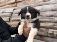 Her eve uygun border collie bebekler