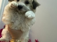 Morkie yavrum 2 buçuk aylık