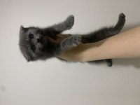 Scottish fold blue