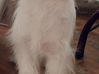 ÜCRETSİZ 3 YAŞINDA KÖPEĞİMİZ