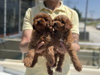 Petmode köpek çiftliğinden ziyarete maltipoo