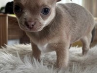 2 aylık chihuahua yavrularımıza yuva arıy oruz