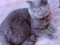Ücretsiz British Shorthair