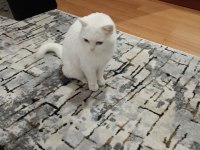 Ücretsiz sahiplendirme kedimiz eğitimli oyun kedisi