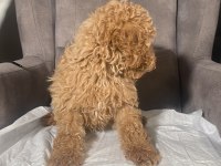 1 NO ERKEK MALTIPOO OĞLUMUZ