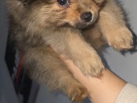 Saf pomeranian boo erkek yavru