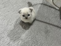 EŞSİZ GÜZELLİĞİ İLE IRK GARANTİLİ SCOTTİSH KEDİMİZ