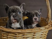 Mükemmel standartlarda french bulldog yavruları