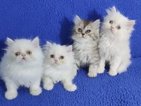 YENİ YUVASINA GİTMEYE HAZIR  BRİTİSH PONÇİKLER