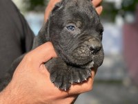 CANE CORSO BLUE VE BLACK