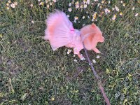 Çok güzel pomeranian dişi 1 yaşında ACİL