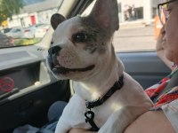 FRANSIZ BULLDOG SON 1 YAVRU