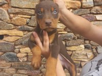 A kalite king doberman yavrular