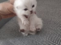 ücretli sahiplendirme kedimiz