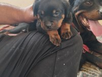 Orijinal rottweiler bebekler