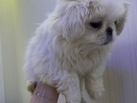 PEKİNEZ KÖPEĞİ YAVRULAR