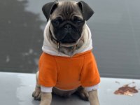 Pug 3 aylık asilari felan vardir ucretli ciddi alicilar