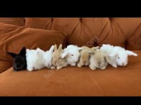 Evinizin neşesi Lop tavşanı