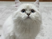 OYUNCU BRİTİSH LONGHAİR ERKEK
