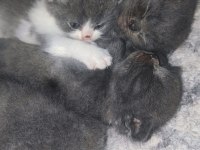 3 haftalık scottish fold yavrular