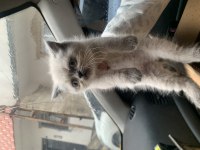 Bebek Blue Point British Longhair