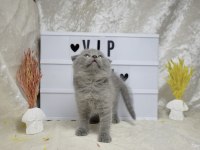 Dikkat Çekici Güzellikte Scottish Fold Yavrumuz