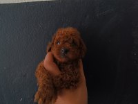 Kore ve toy poodle yavruları
