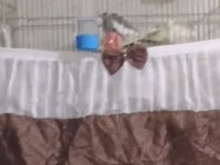 Yavru alınmış çift sultan papağanı