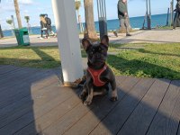 Tuvalet eğitimli akıllı genç french bulldog dişi
