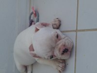 KALİTE İSTEYEN BURAYA FRENCH BULLDOG