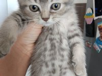 2.5 Aylık British Shorthair Kuru Mama Yiyor