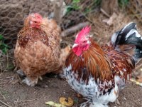 KULUÇKALIK SÜS TAVUĞU YUMURTASI