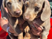 Birçok Seçenek İle Dachshund Bebekler