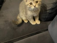 Scottish fold erkek kedimiz