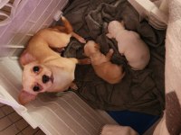 Orijinal Elma Kafa Chihuahua Yavruları Erkek