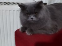 1.5 Yaşında Erkek British longhair