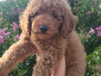3 aylık dişi toy poodle