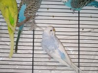 Deneyimli yetişkin muhabbet kuşlar