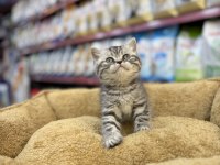 British Shorthair Yavru Kedimiz