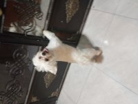 Tam 6 aylık orjinal 0 numara Maltese Terrier