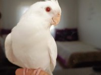 Full+full evcil albino kırmızı göz bebek sultan papağanı