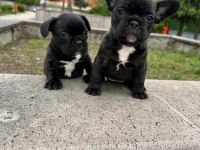 Süper anatomi french bulldog bebekler