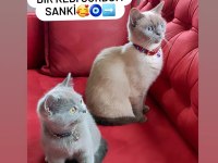 Scottish fold kedisi