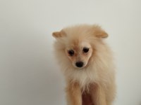 Safkan Pomeranian yavru