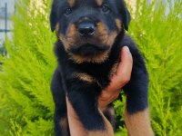 A Kalite Rottweiler Yavruları