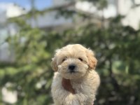 EXOTIC PET CLUBDAN TEA CUP MALTIPOO
