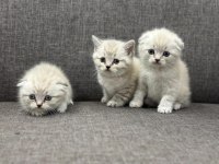 Scottish fold blue point ver british silver point bebekler